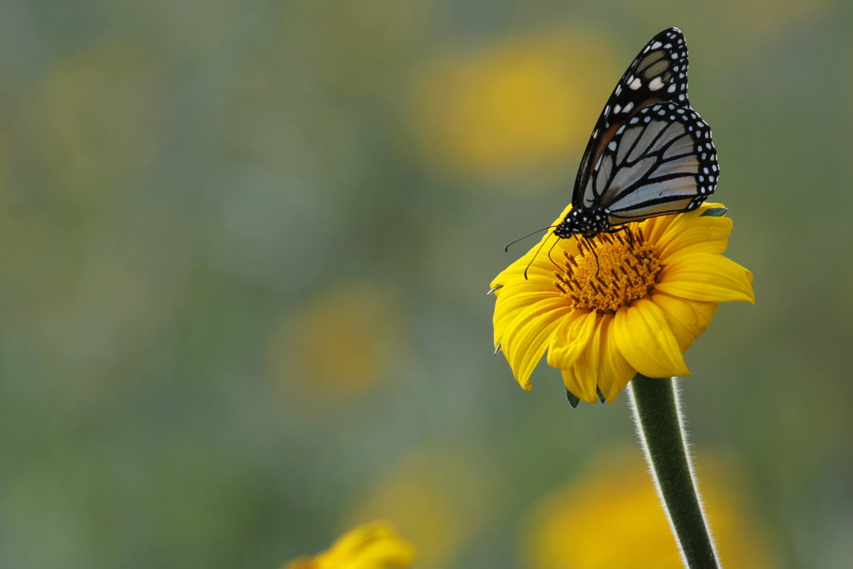 Todo listo para el 7º Festival de la Mariposa Monarca