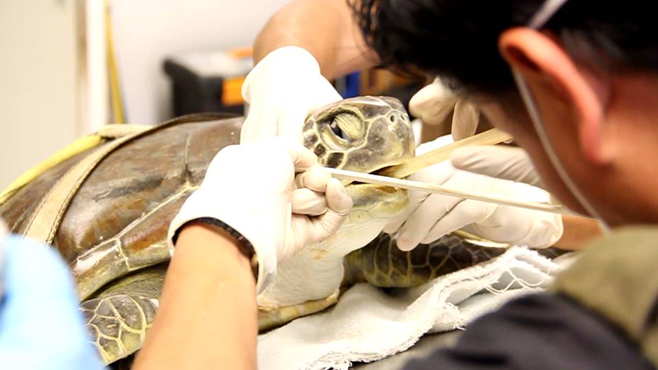 Regresan al mar tortugas rehabilitadas