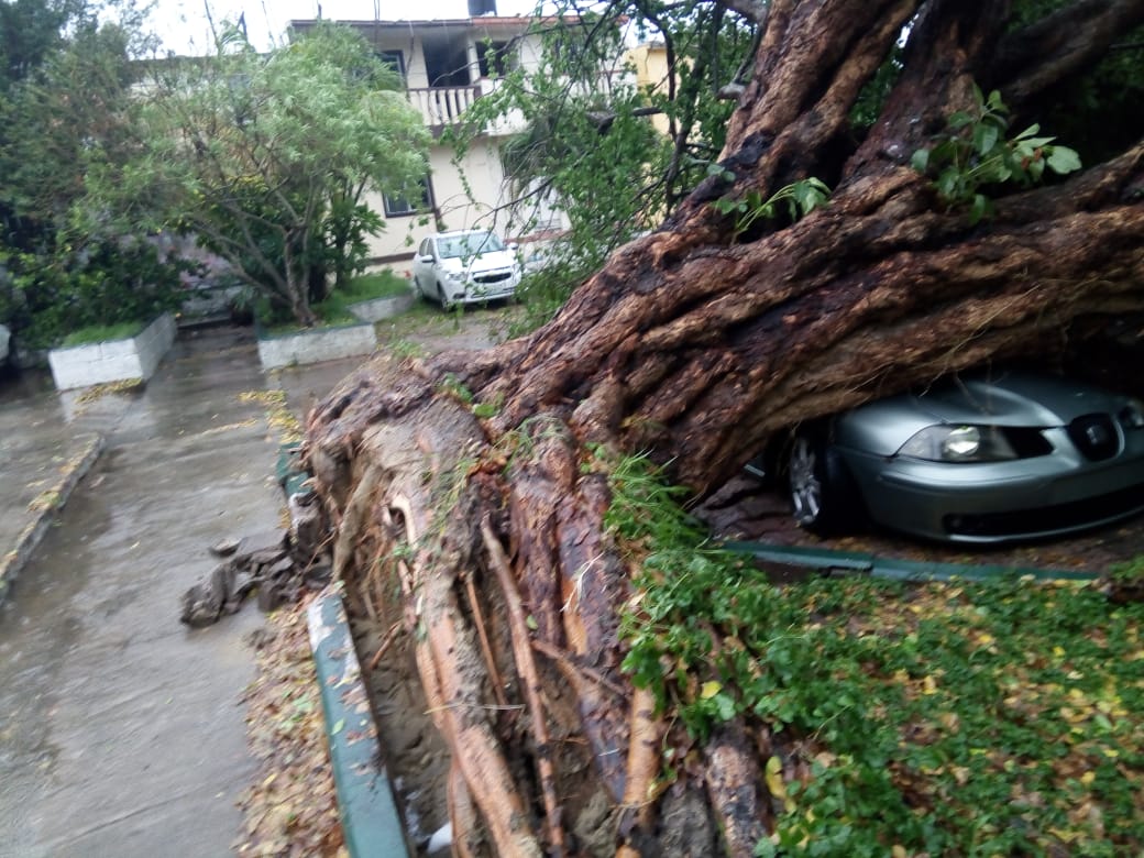 Cae árbol encima de vehículo en Tampico