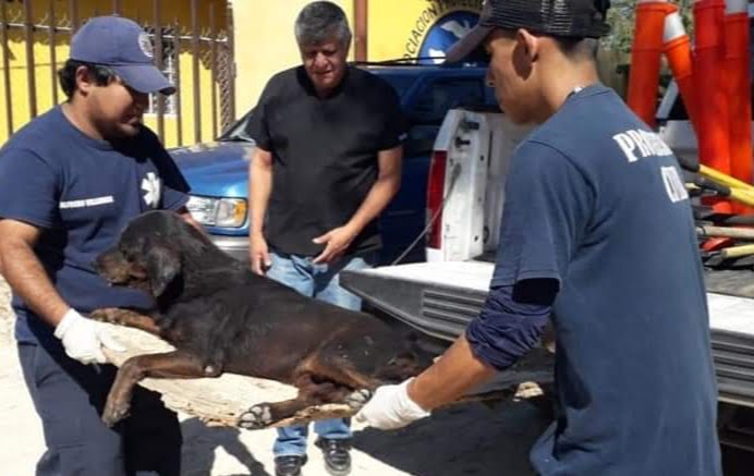 Protección Civil y Bomberos rescatan a perrito que fue atropellado en Nuevo Laredo