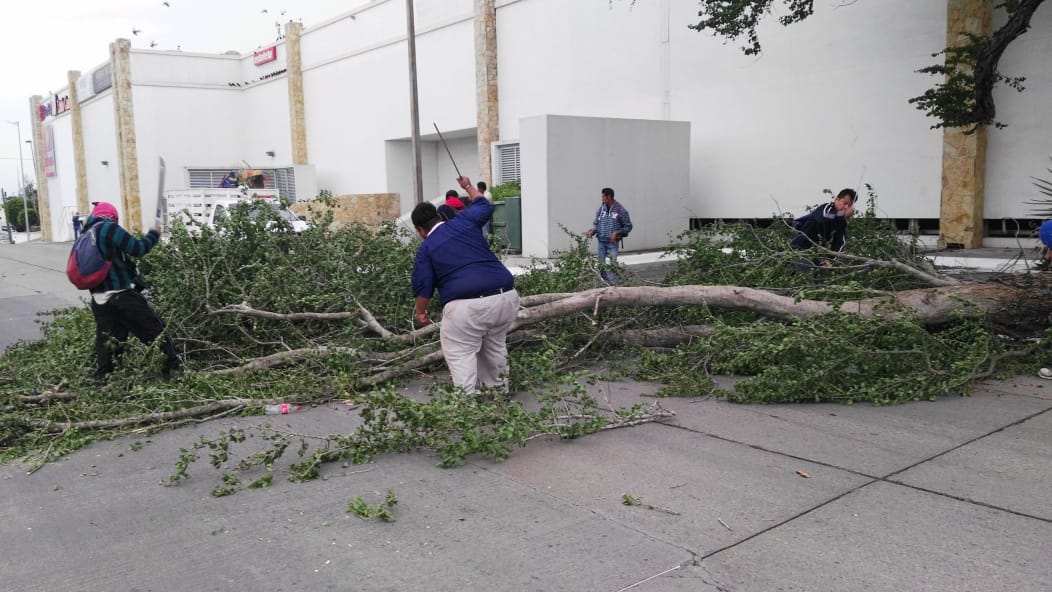 Rachas de 90 km/hr deja múltiples daños en varias colonias y en la presidencia municipal de Tampico