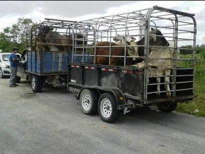 Productores a favor que Guardia Nacional frene trasiego de ganado de Guatemala