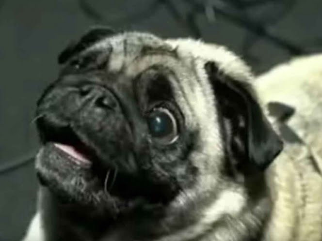 El es ‘Gyoza’, el pug que hace los sonidos de alien en Halo