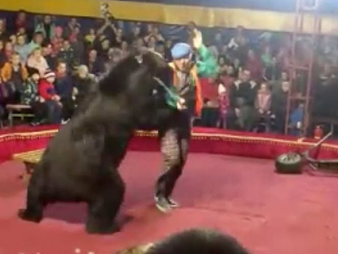 Enfurecido oso ataca a su entrenador en pleno show
