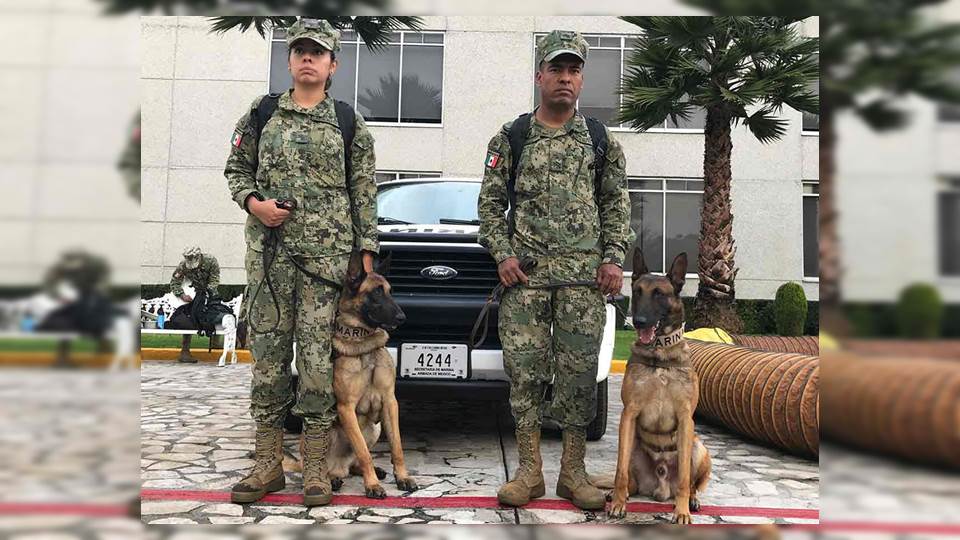 Día Mundial de los Animales: Honor a la unidad canina de Semar