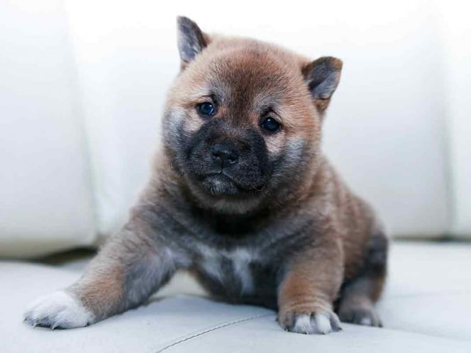 Nace perrito verde en Estados Unidos