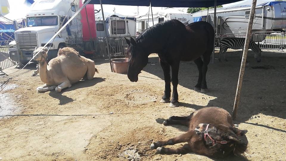 Denuncian presunto intento de envenenamiento a los animales del circo instalado en Ciudad Madero