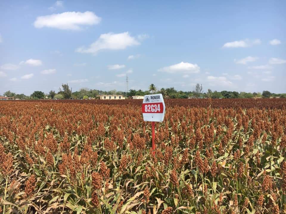 Humedad favorece cosecha de sorgo, se estima sean 25 mil hectáreas las que se cosechen