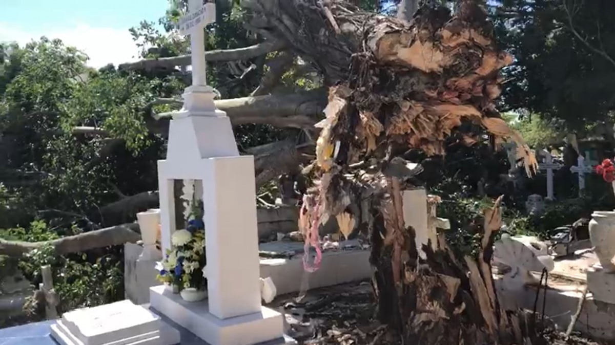Cae árbol en panteón municipal y daña al menos de 20 tumbas en Altamira