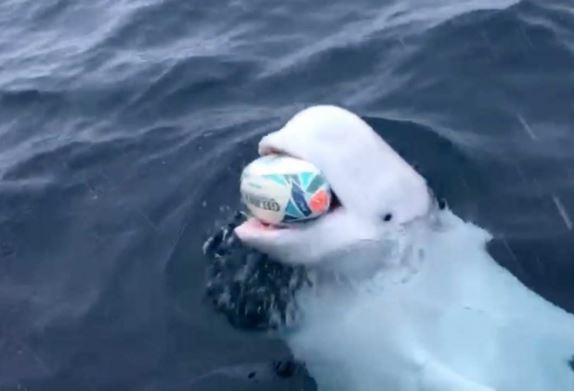 Beluga le pide a ser humano no echar basura al mar