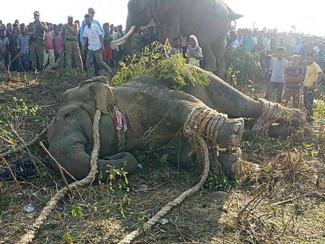 Con drones y 2 dardos cazan a ‘Bin Laden’… el elefante asesino