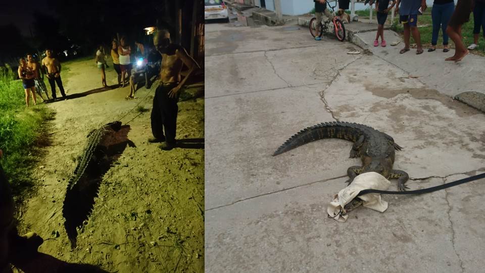 En ataques de cocodrilos Tamaulipas ocupa el primer lugar; hay 29 casos registrados