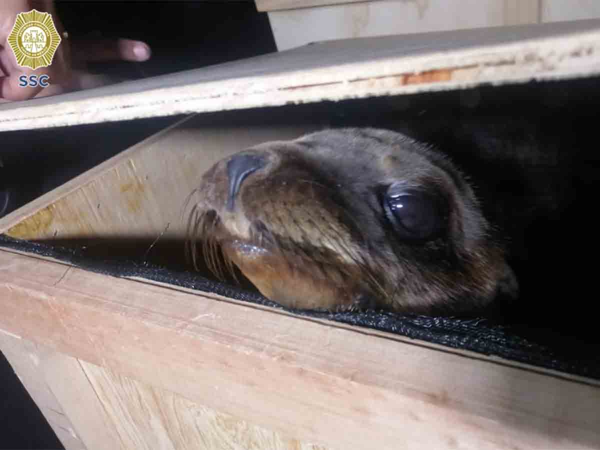 Deshidratados, lobos marinos rescatados cerca de Metro Xola
