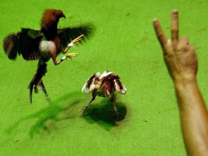 Puerto Rico desafía a EU y avala peleas de gallos