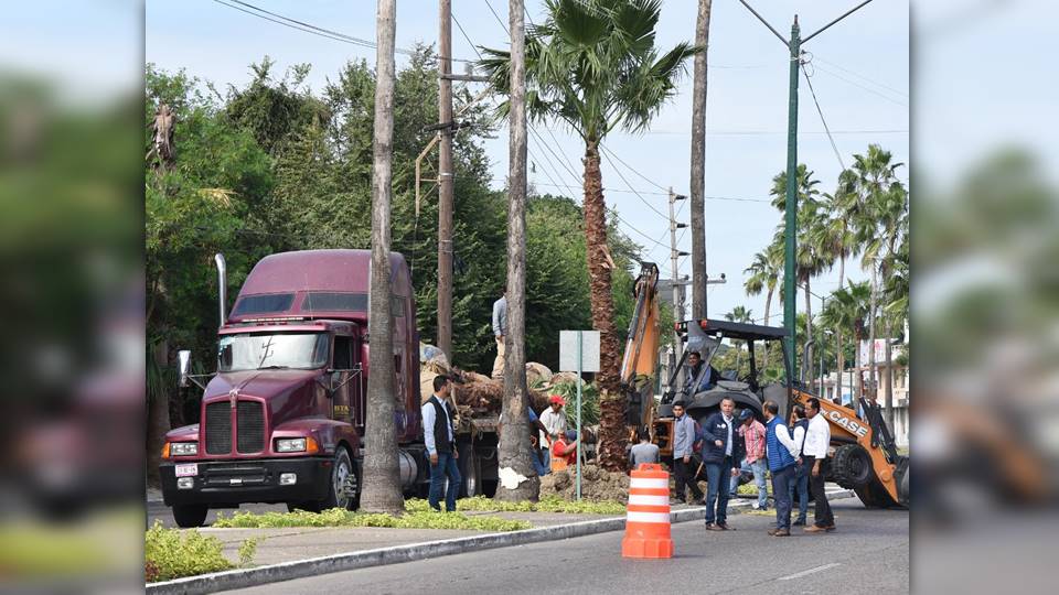Nuevas palmeras adornan el camellón del bulevar Adolfo López Mateos en Tampico
