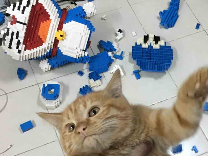 Construye enorme escultura de LEGO y su gato salta sobre ella