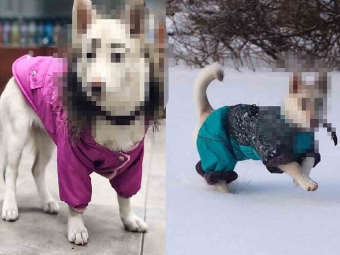 Rescatan a perrita y se llevan enorme sorpresa al bañarla