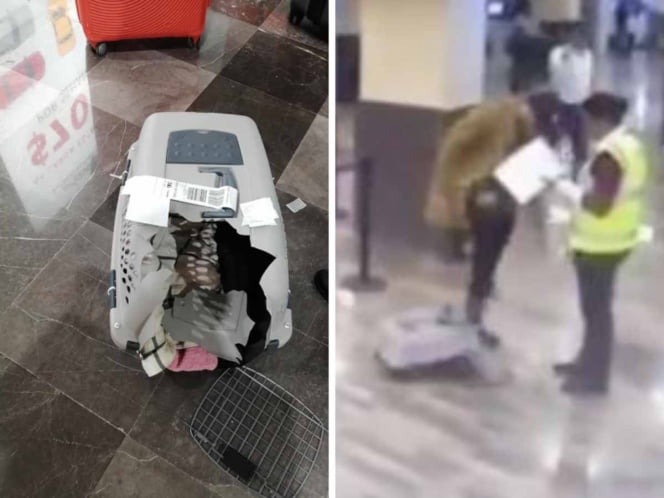 Culpa a Volaris de romper jaula de su perro, hace berrinche y lo exhiben