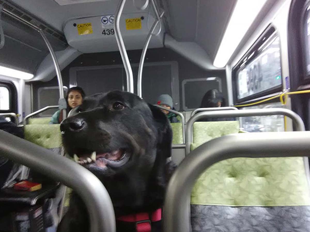 Perrita toma diario el camión, sin su dueño, para ir a pasear al parque