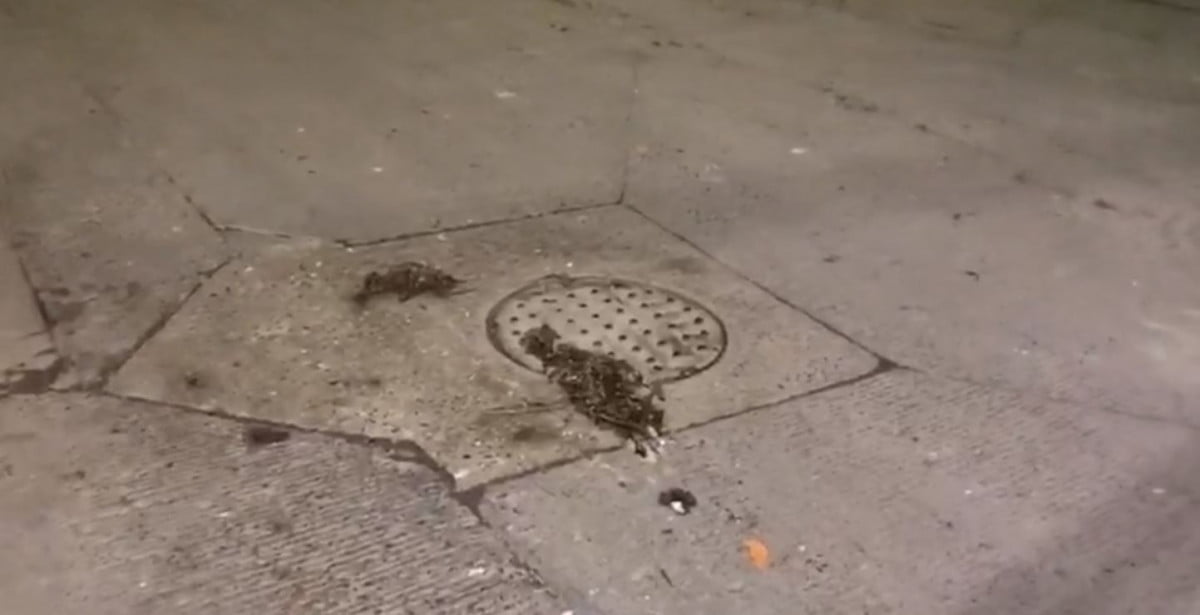Vecinos intentan arreglar drenaje, debido a que Comapa Victoria brilla por su ausencia