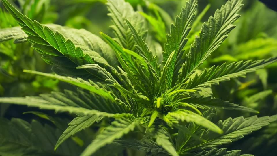 Senado alista dictamen sobre mariguana; lo definirá este mes