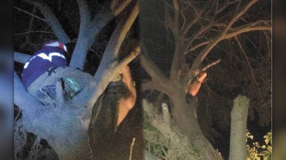 Hombre en estado de ebriedad quedó atorado en un árbol