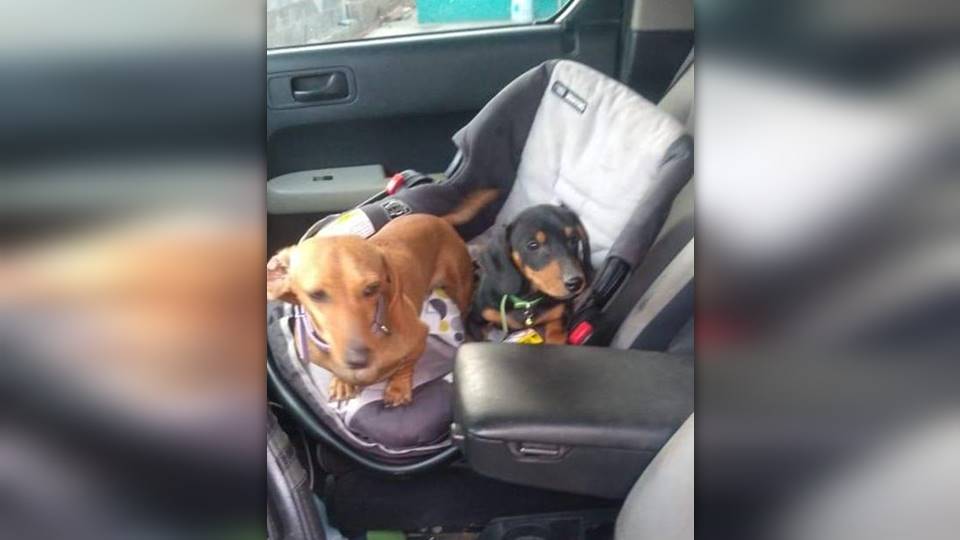 Se salvan perritos de morir quemados en Nuevo Laredo