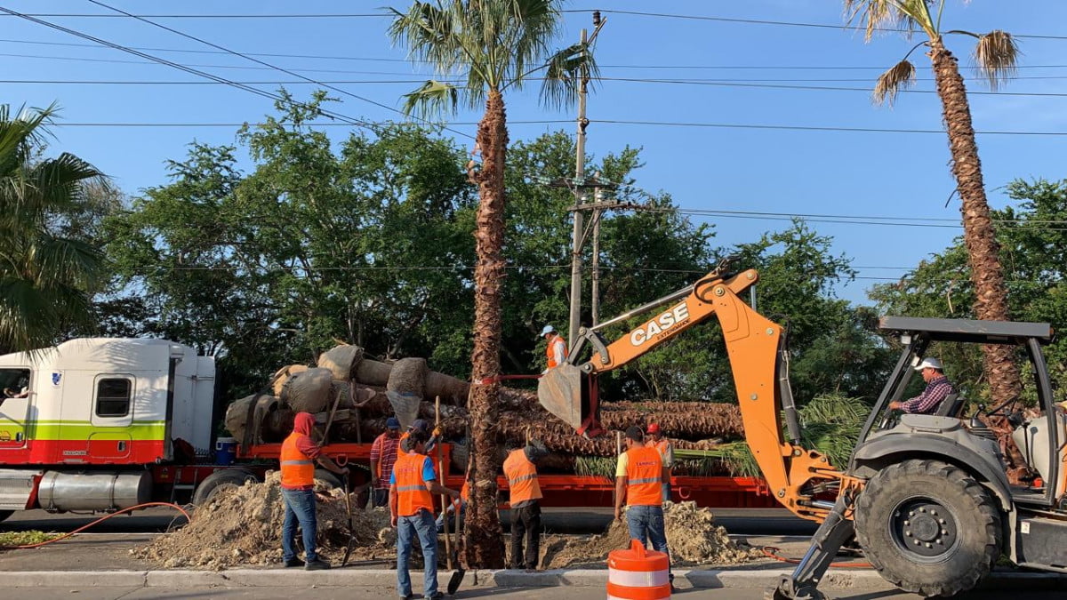 Instalan Nuevas Palmeras  en el Bulevar López Mateos de Tampico