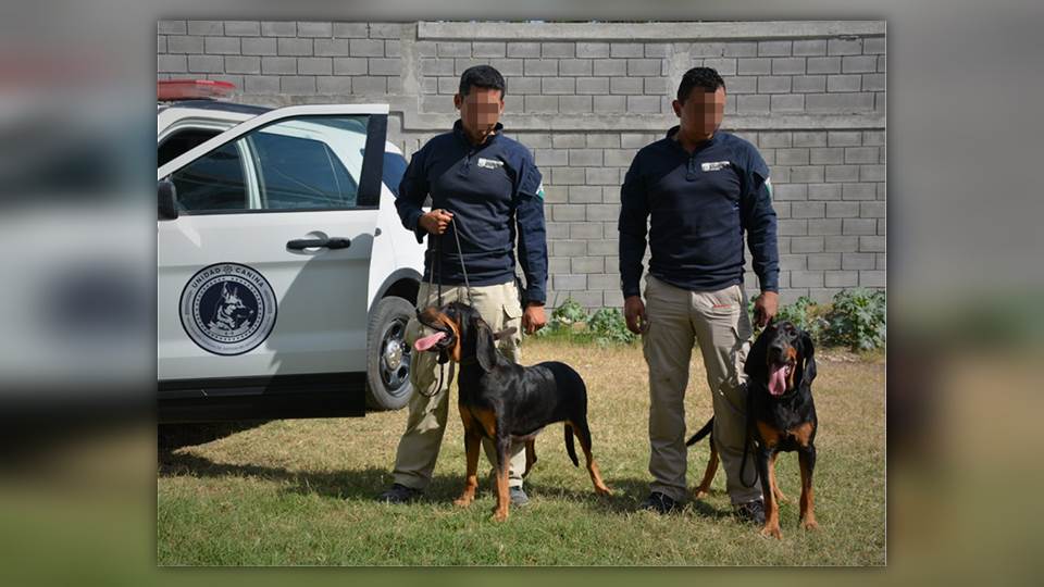 Complementan búsqueda de personas en Tamaulipas con ayuda de dos perros adiestrados