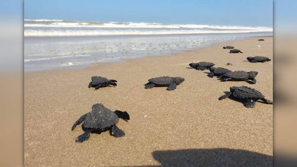 Liberan en Tamaulipas más de 150 mil Tortugas Lora en 3 años