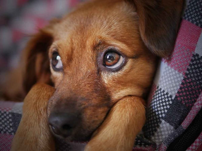 En China matan a mascotas por falsa noticia del coronavirus