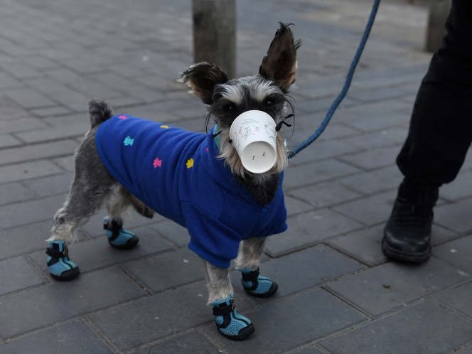 Las otras víctimas del coronavirus; Abandonan mascotas en Wuhan