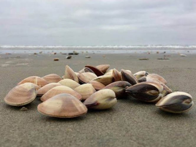 Aseguran 624 ejemplares de Almeja Pismo en Ensenada