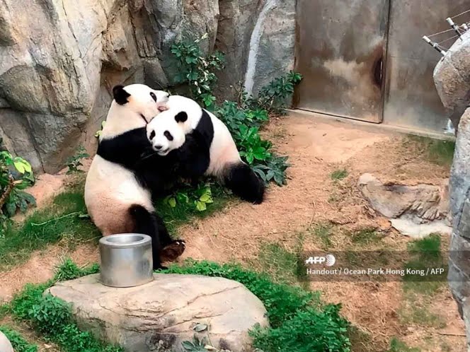 Aprovechan la cuarentena; Pandas se aparean tras 10 años de indiferencia