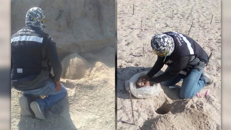 Protegen de depredadores huevos de Tortuga Lora en Tamaulipas