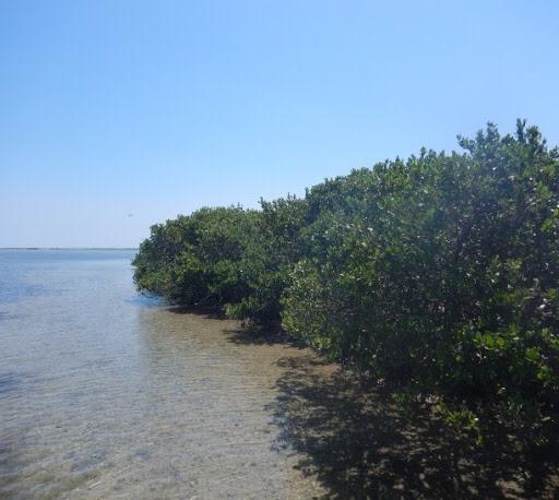 Manglares de Tamaulipas captan 2.5 toneladas de dióxido de carbono por hectárea