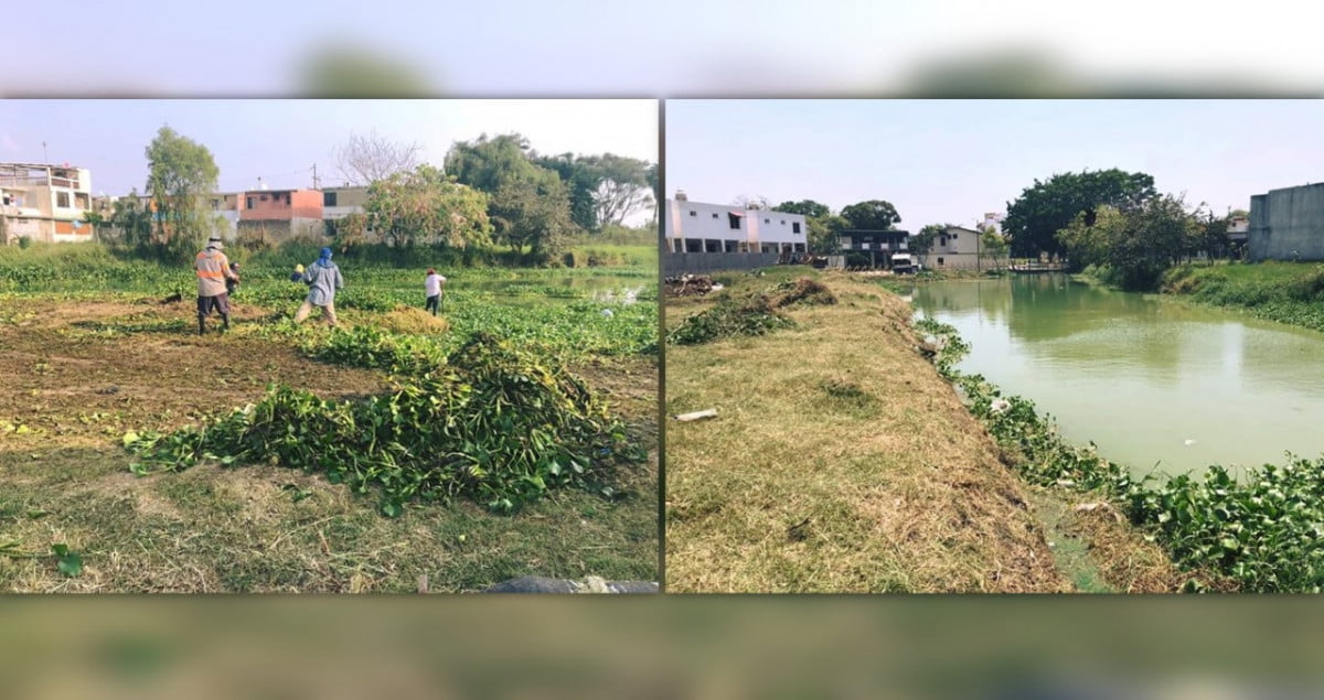 Retiran lirio acuático de Lagunas de Madero