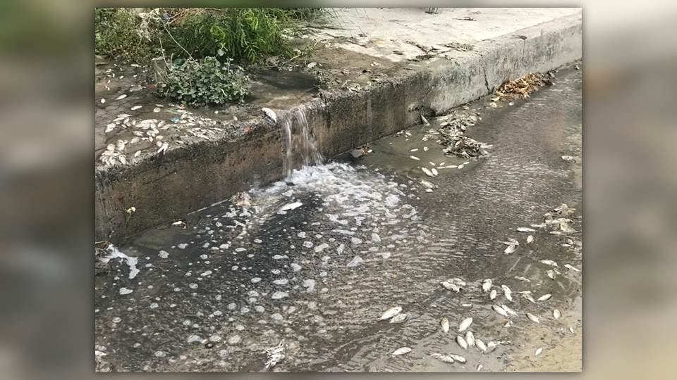 Se registra fuga de drenaje con peces muertos en centro de Victoria