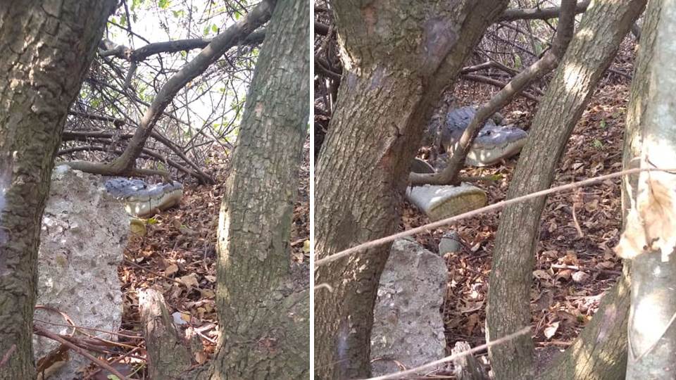 Lagarto aterroriza a familia del Chipus en Ciudad Madero