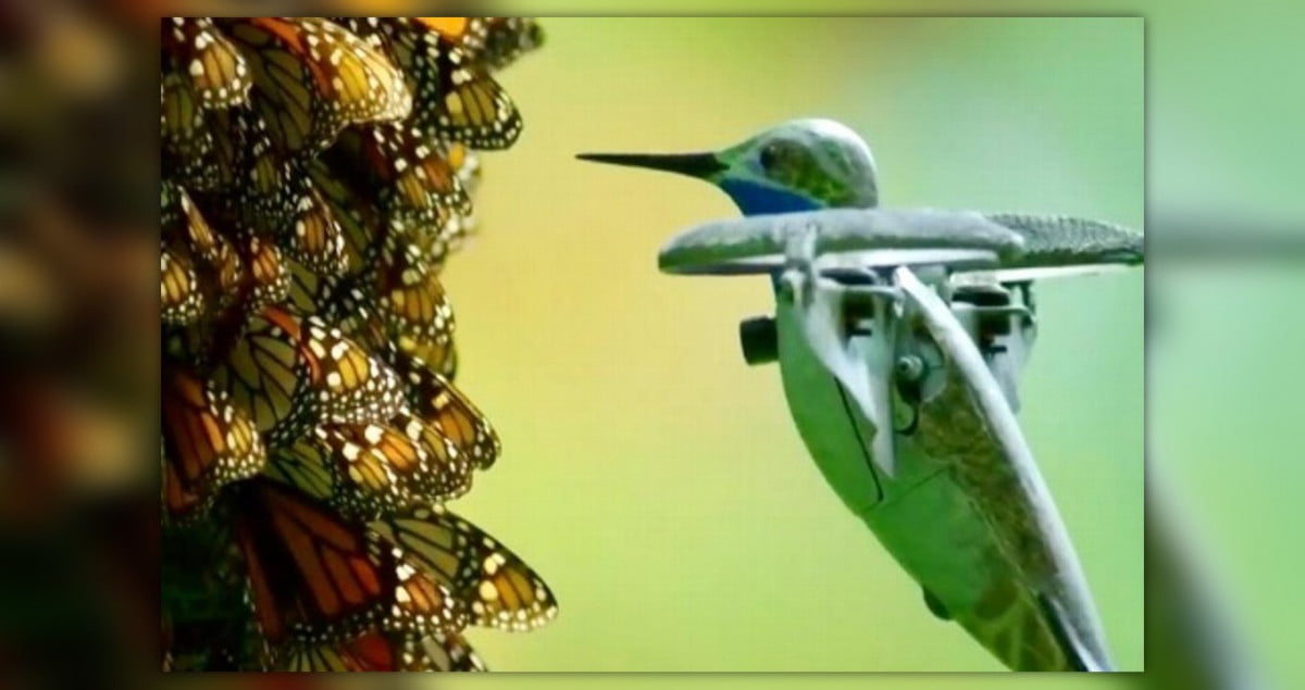 Dron en forma de colibrí graba impresionantes imágenes de Mariposas Monarca