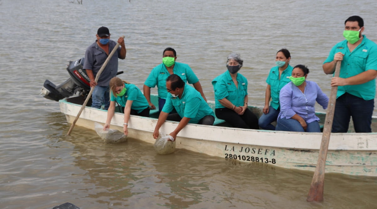 Liberan medio millón de crías de Tilapia en la Presa Falcón