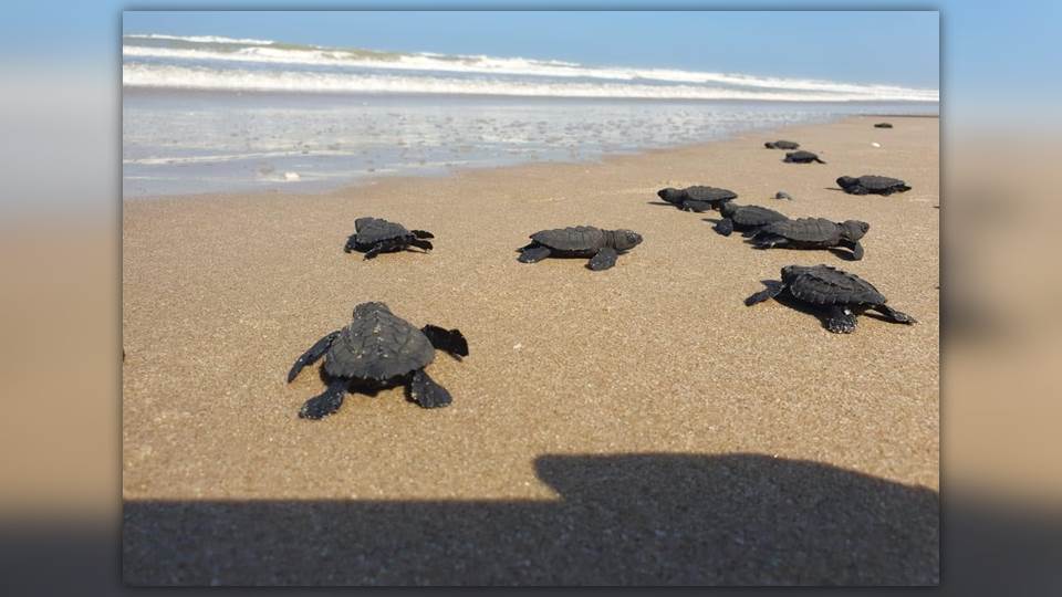 Nacen y liberan Tortugas Lora en Tamaulipas