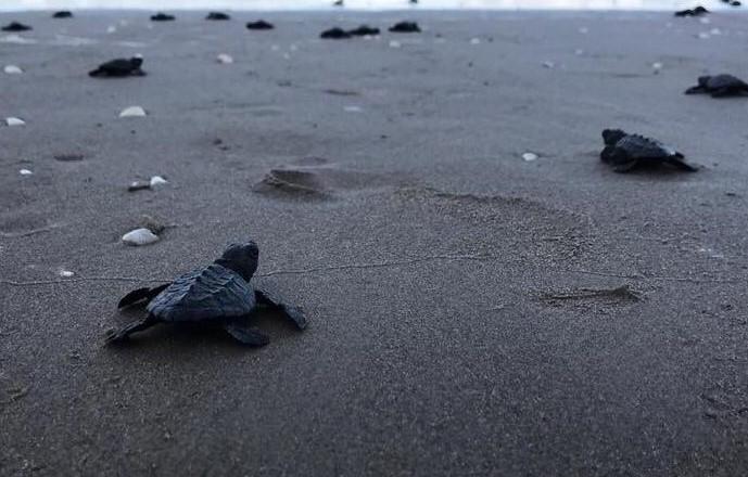 Concientiza Gobierno de Tamaulipas sobre importancia de las tortugas marinas.