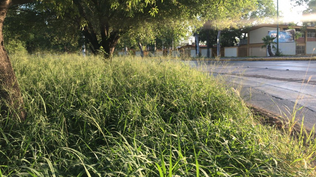 Camellones y áreas verdes de Victoria, en total abandono del municipio