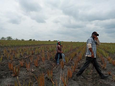 Jornaleros de la zona rural de Altamira buscan Alternativas laborales en la sábila; tuvieron que emigrar