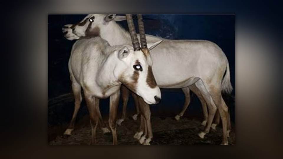 Decomisan Oryx en peligro de extinción en la aduana de Laredo, Texas y Nuevo Laredo