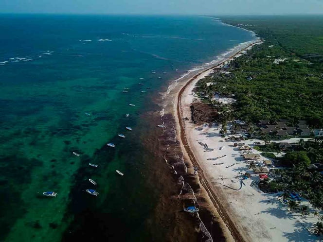 Recale masivo de sargazo afectará playas de Q. Roo esta semana