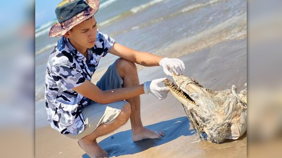 Localizan delfines muertos en Playa Bagdad de Matamoros