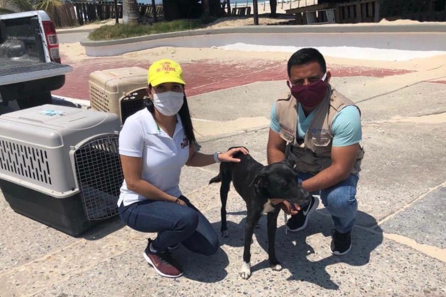 Esterilizan caninos en Playa Miramar