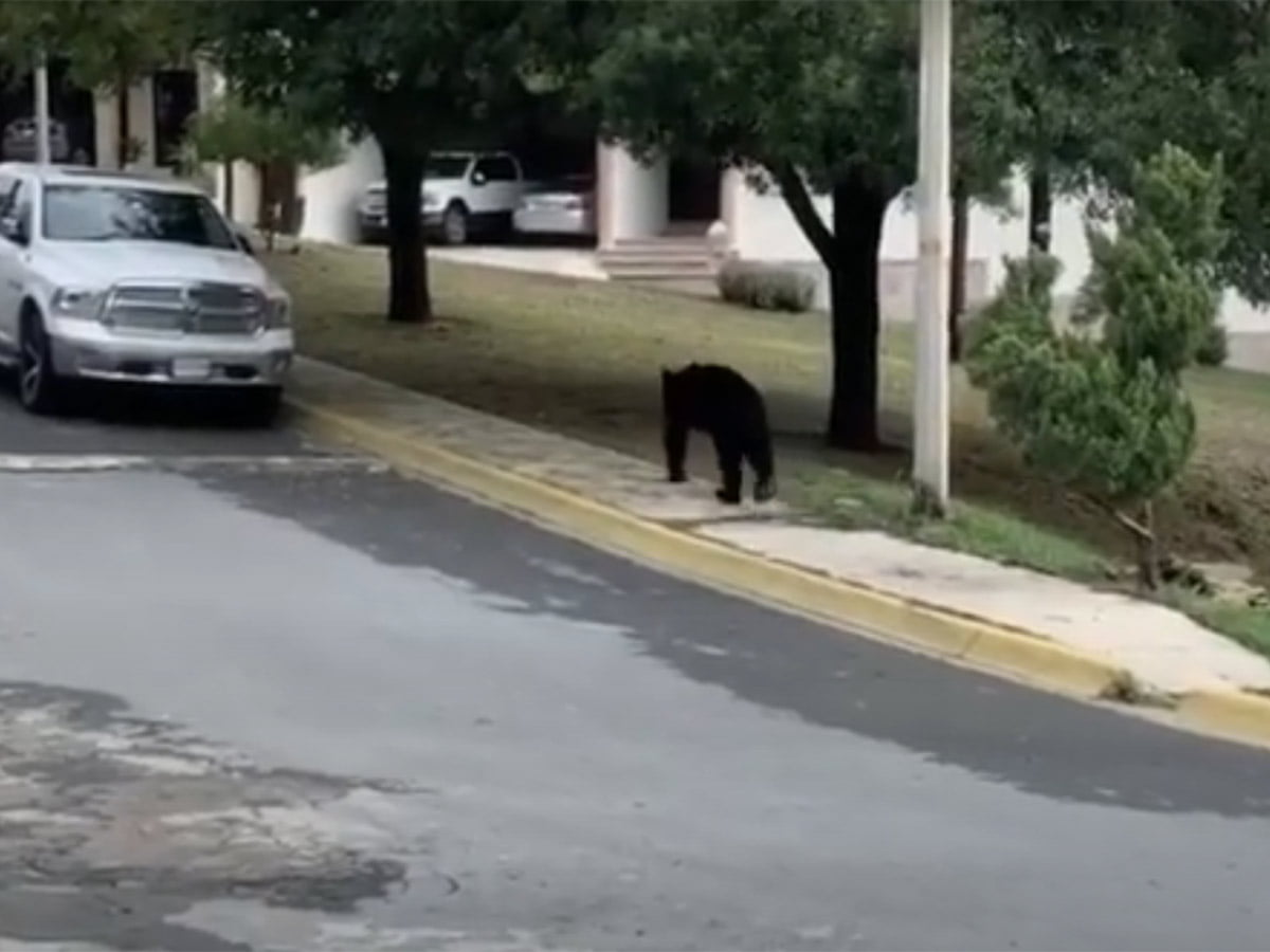 Vuelve el ‘oso amigable’; ahora pasea por calles del sur de Monterrey